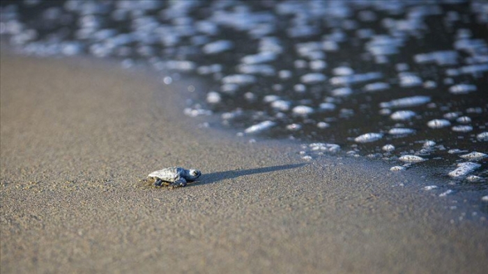 Türkiye'de rekor sayıda kaplumbağa denize ulaştı