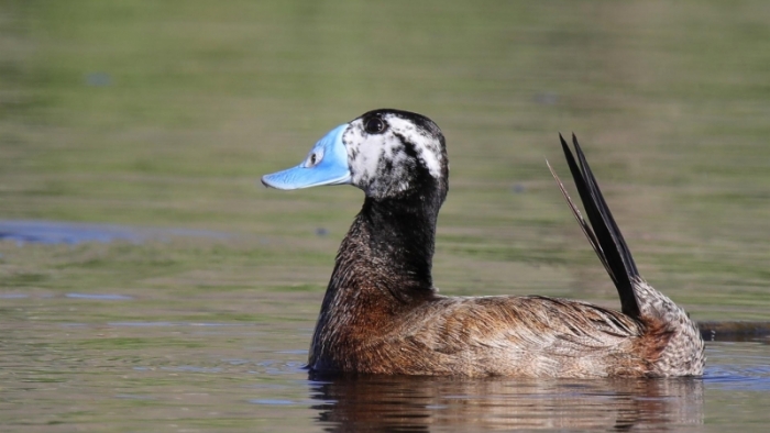 Van'da Erçek Gölü çevresinde kuş populasyonu artıyor