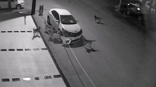 Sokak Köpekleri Araç Parçaladı